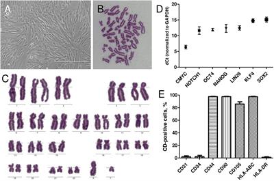 Small Molecule Treatments Improve Differentiation Potential of Human Amniotic Fluid Stem Cells